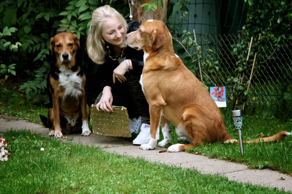 tierhilfe korfu hunde tierhilfe korfu hunde