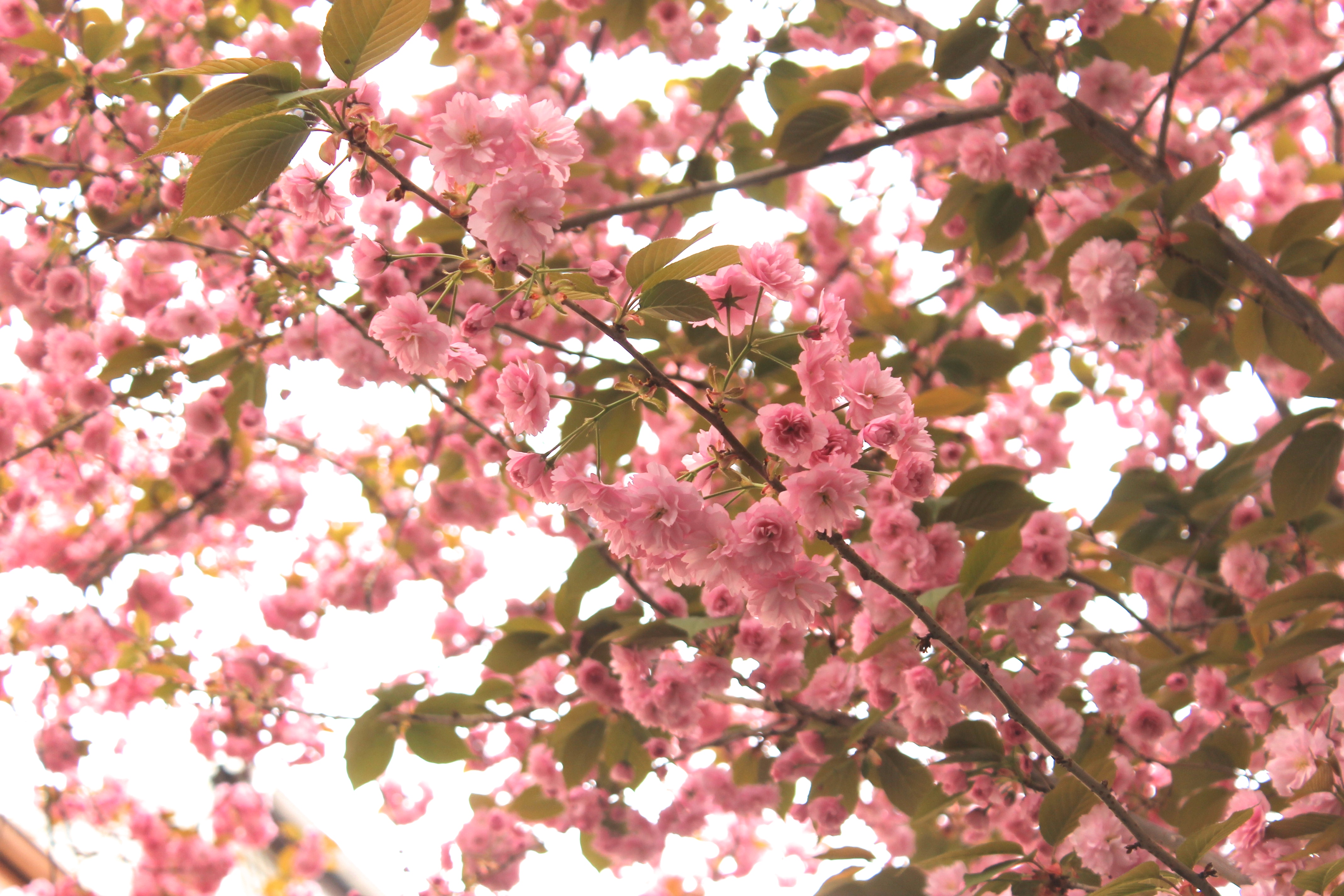 bonner kirschblüte bonn altstadt kirschblütenzeit kirschblüten 