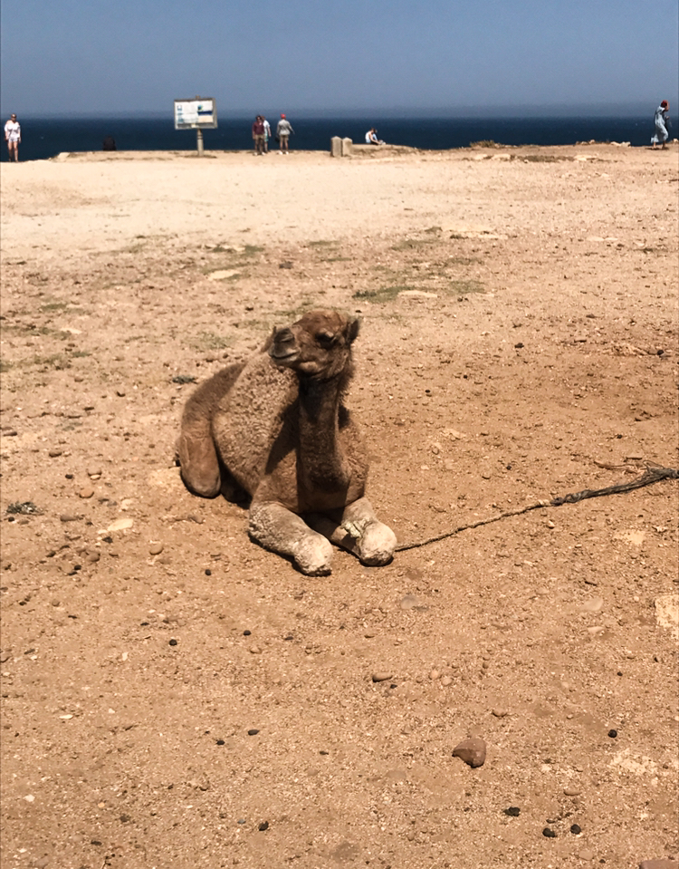 bus-tour-spanien-marokko-gibraltar-reiseblog-travelblog-reiseübelkeit-tipps-road-trip bus-tour-spanien-marokko-gibraltar-reiseblog-travelblog-reiseübelkeit-tipps-road-trip_7172