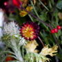 Herbstblumen